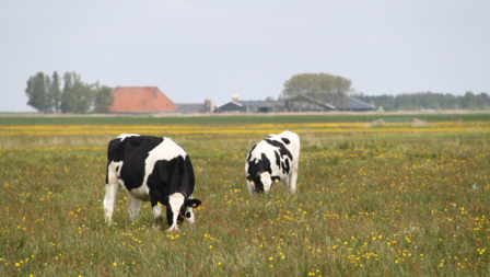 Twee koeien in kruidenrijk grasland