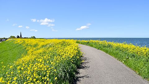Weggetje langs de kust met gele bloemen